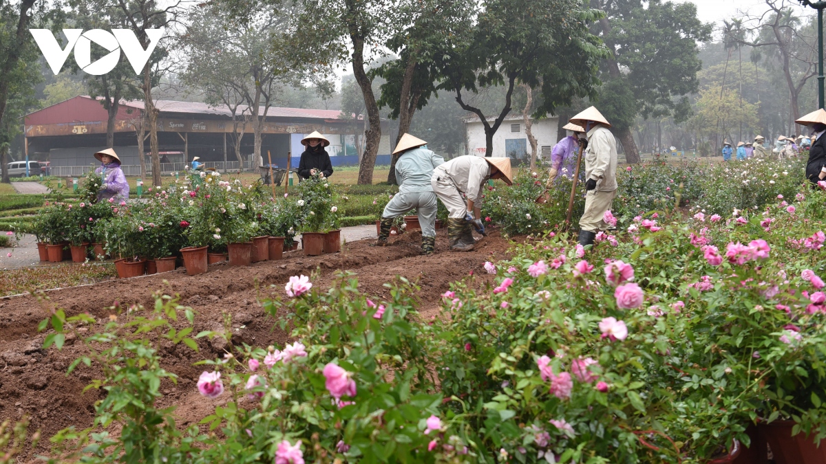Cận cảnh 10.000 cây hoa hồng thay thế hàng rào Công viên Thống Nhất